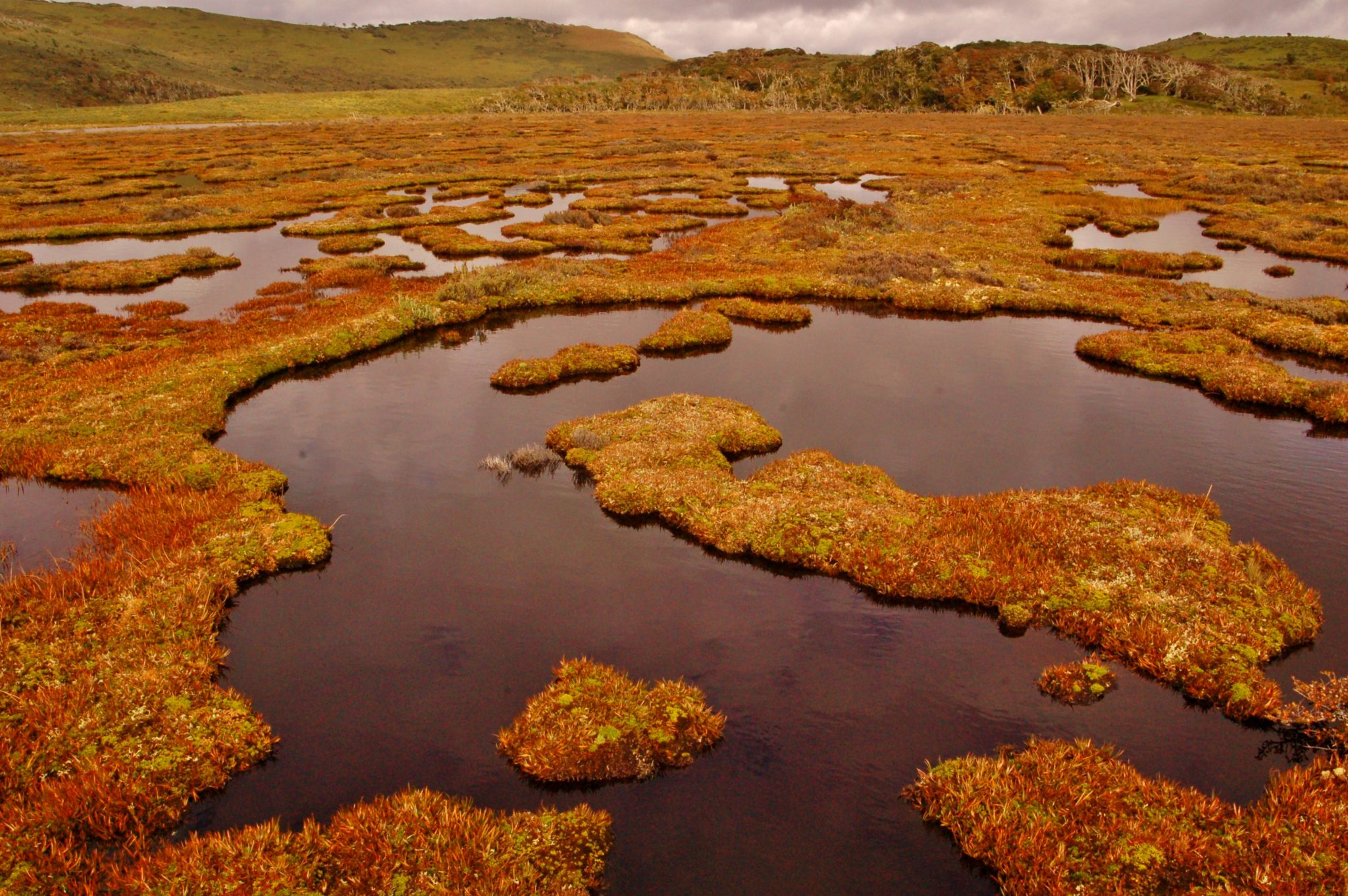 Alerta por la explotación de turberas en Tierra del Fuego Wetlands