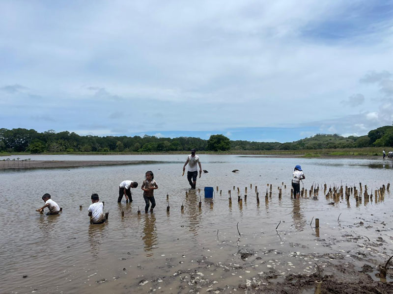 Jornada De Restauraci N De Manglar En La Laguna De Las Lajas Wetlands