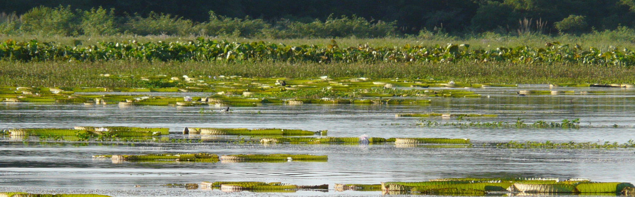 Parana Delta - Wetlands International Latinoamérica y el Caribe