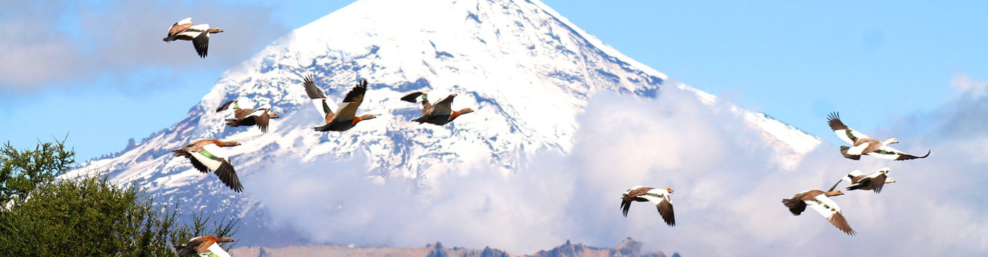Bandada de aves de la especie Chloephaga volando en la Patagonia
