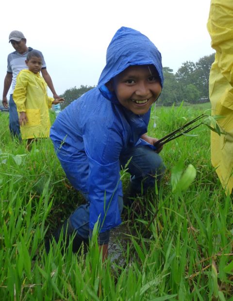 reforestacion