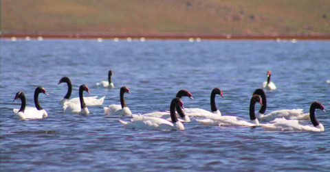 Cisne cuellinegro (Cygnus melancoryphus) o cisne de cuello negro en Argentina